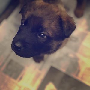 Meet your Posher, Ava